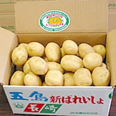 馬鈴薯（デジマ・ニシユタカ）
